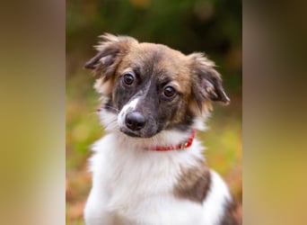 Wunderbare Miya sucht ihre Menschen