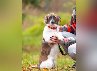Wunderbare Miya sucht ihre Menschen