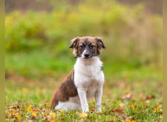 Wunderbare Miya sucht ihre Menschen