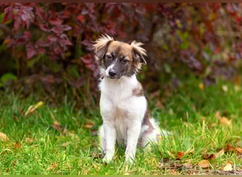 Wunderbare Miya sucht ihre Menschen