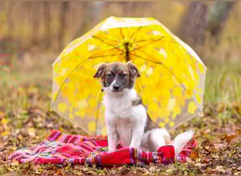 Wunderbare Miya sucht ihre Menschen