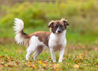 Wunderbare Miya sucht ihre Menschen