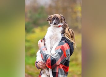 Wunderbare Miya sucht ihre Menschen