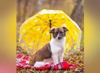 Wunderbare Miya sucht ihre Menschen