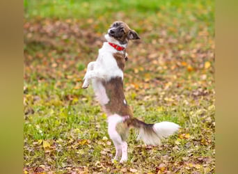 Wunderbare Miya sucht ihre Menschen