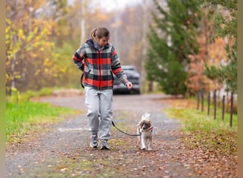 Wunderbare Miya sucht ihre Menschen