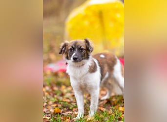 Wunderbare Miya sucht ihre Menschen