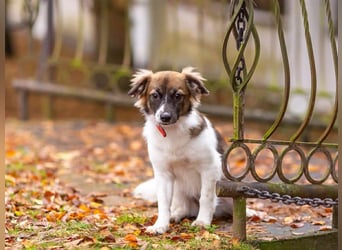 Wunderbare Miya sucht ihre Menschen