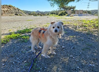 Toffee wünscht sich ein liebevolles Zuhause