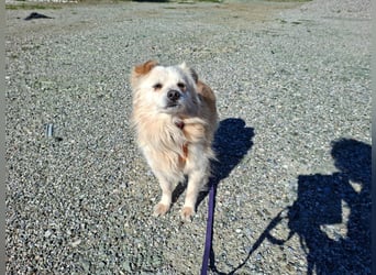 Toffee wünscht sich ein liebevolles Zuhause