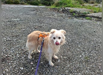 Toffee wünscht sich ein liebevolles Zuhause