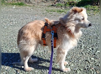 Toffee wünscht sich ein liebevolles Zuhause