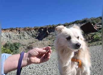 Toffee wünscht sich ein liebevolles Zuhause