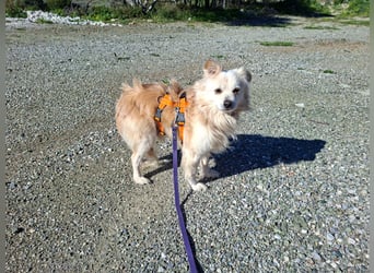 Toffee wünscht sich ein liebevolles Zuhause