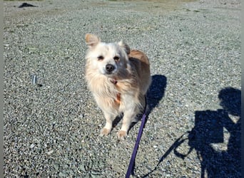 Toffee wünscht sich ein liebevolles Zuhause