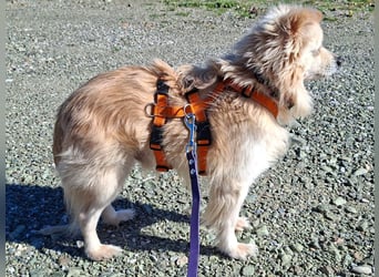 Toffee wünscht sich ein liebevolles Zuhause