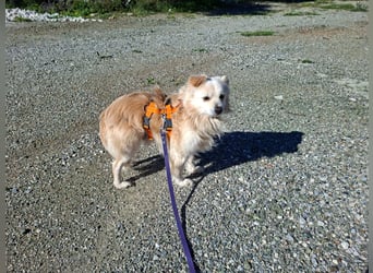 Toffee wünscht sich ein liebevolles Zuhause