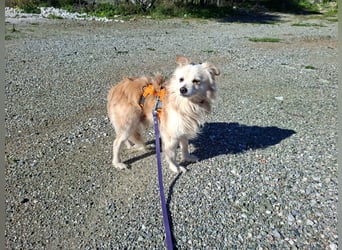 Toffee wünscht sich ein liebevolles Zuhause