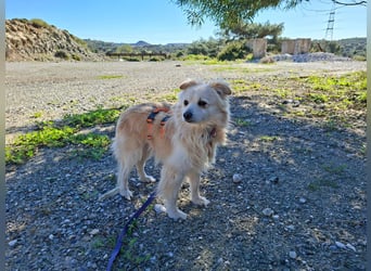 Toffee wünscht sich ein liebevolles Zuhause