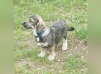 Taro - kleiner Mann sucht neuen Wirkungskreis