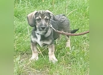 Taro - kleiner Mann sucht neuen Wirkungskreis
