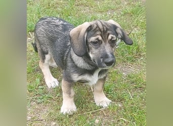 Taro - kleiner Mann sucht neuen Wirkungskreis
