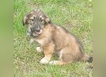 Toni - Körbchen zum Träumen gesucht