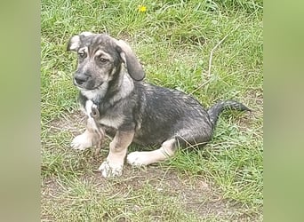 Taro - kleiner Mann sucht neuen Wirkungskreis