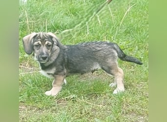 Taro - kleiner Mann sucht neuen Wirkungskreis