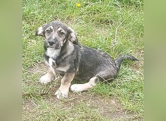 Taro - kleiner Mann sucht neuen Wirkungskreis