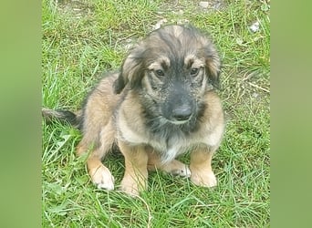 Toni - Körbchen zum Träumen gesucht