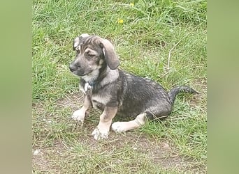 Taro - kleiner Mann sucht neuen Wirkungskreis