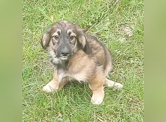 Toni - Körbchen zum Träumen gesucht