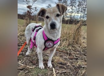 SMILLA - zauberhafte Seniorin sucht ihre Menschen