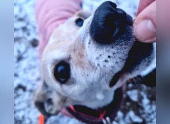 SMILLA - sanfte, zauberhafte Hündin sucht ein warmes Körbchen
