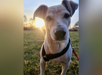 SMILLA - zauberhafte Seniorin sucht ihre Menschen