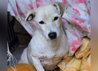 SMILLA - sanfte, zauberhafte Hündin sucht ein warmes Körbchen