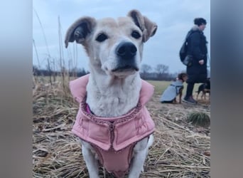 SMILLA - zauberhafte Seniorin sucht ihre Menschen