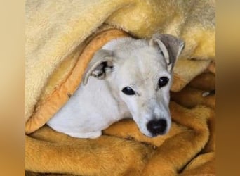 SMILLA - sanfte, zauberhafte Hündin sucht ein warmes Körbchen