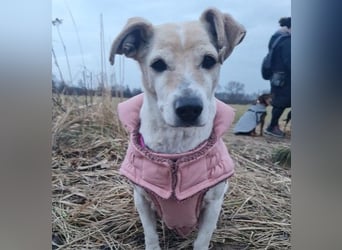 SMILLA - zauberhafte Seniorin sucht ihre Menschen