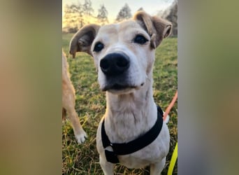 SMILLA - zauberhafte Seniorin sucht ihre Menschen