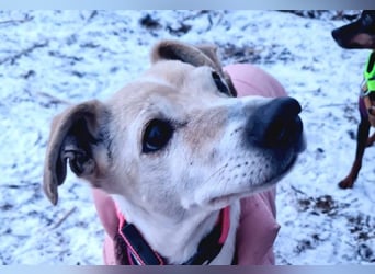 SMILLA - sanfte, zauberhafte Hündin sucht ein warmes Körbchen