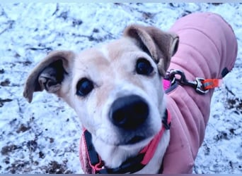 SMILLA - sanfte, zauberhafte Hündin sucht ein warmes Körbchen