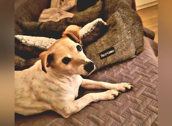 SMILLA - zauberhafte Seniorin sucht ihre Menschen