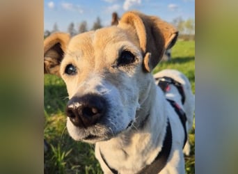 SMILLA - verschmuste Seniorin sucht ihr "final match"