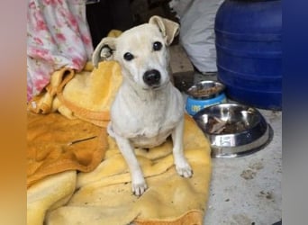 SMILLA - sanfte, zauberhafte Hündin sucht ein warmes Körbchen