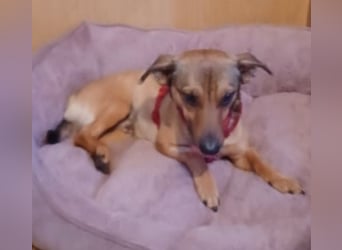 Nano, a.d.Tierschutz, sucht Happy-Home