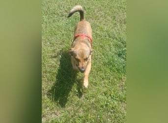 Nano, a.d.Tierschutz, sucht Happy-Home