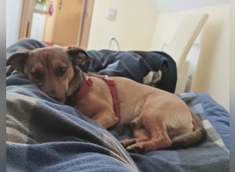 Nano, a.d.Tierschutz, sucht Happy-Home