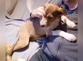 Valerio, a.d.Tierschutz, sucht Happy-Home